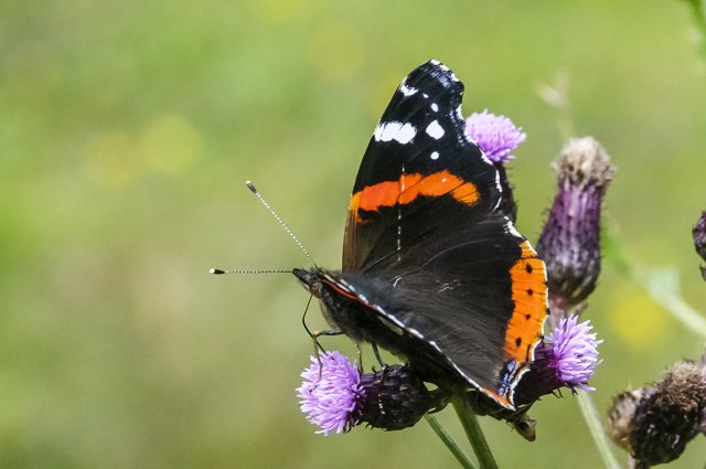 phoca thumb l admiral vanessa atalanta piller moor flie 20140919 gog 4403